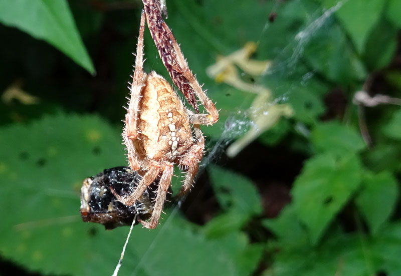 Araneus diadematus - Garniga (TN)